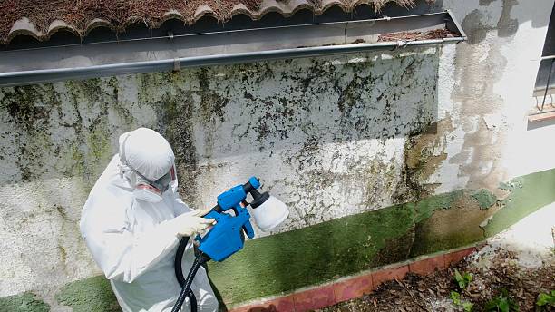 Top rated local Commercial Mold Remediation specialists in Chester, IL